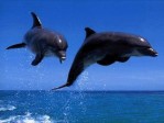 Dolphins and Whales Screen Savers