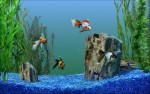 Goldfish Aquarium