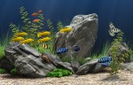 Dream Aquarium Screensaver