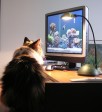 Kedilerin teknolojiyle imtihanı devam ediyor... (Video)